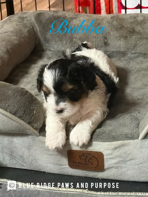 Bubba – Yorkshire Terrier, Biewer puppy for sale in Orange, VA
