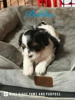 Bubba, a male Yorkshire Terrier and Biewer for sale in Orange, VA – 1 of 3