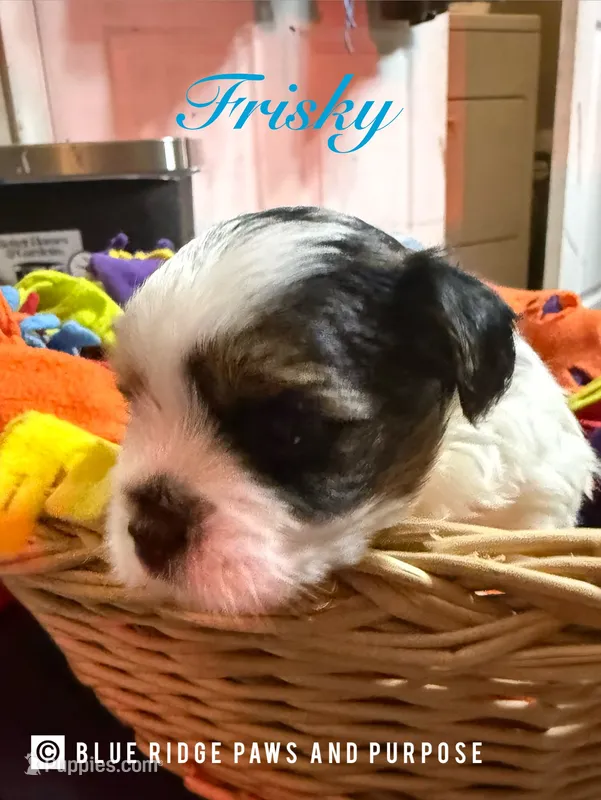 Frisky – Yorkshire Terrier, Biewer puppy for sale in Orange, VA