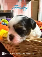 Frisky, a male Yorkshire Terrier and Biewer for sale in Orange, VA – 1 of 2