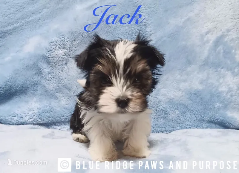 Jack – Yorkshire Terrier, Biewer puppy for sale in Orange, VA