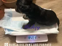 Mickey, a male Yorkshire Terrier and Biewer for sale in Orange, VA – 2 of 3
