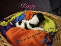 Roxie, a female Yorkshire Terrier and Biewer for sale in Orange, VA – Photo 2 of 2