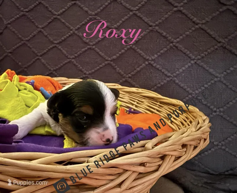 Roxie – Yorkshire Terrier, Biewer puppy for sale in Orange, VA