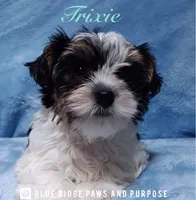 Trixie, a female Yorkshire Terrier and Biewer for sale in Orange, VA – 1 of 6