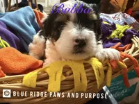Bubba, a male Yorkshire Terrier and Biewer for sale in Orange, VA – 2 of 3