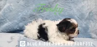 Frisky, a male Yorkshire Terrier and Biewer for sale in Orange, VA – 3 of 5