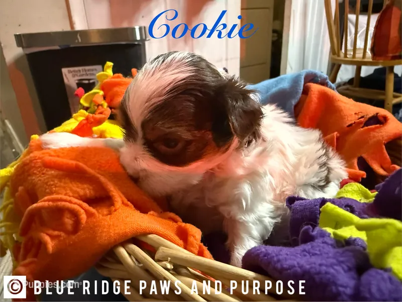 Cookie – Yorkshire Terrier, Biewer puppy for sale in Orange, VA