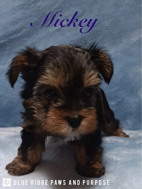 Mickey – Yorkshire Terrier, Biewer puppy for sale in Orange, VA