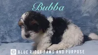 Bubba, a male Yorkshire Terrier and Biewer for sale in Orange, VA – 3 of 6
