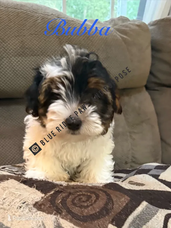 Bubba – Yorkshire Terrier, Biewer puppy for sale in Orange, VA