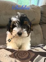 Bubba, a male Yorkshire Terrier and Biewer for sale in Orange, VA – 1 of 6