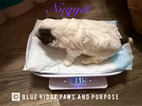Nugget, a male Yorkshire Terrier and Biewer for sale in Orange, VA – 2 of 2