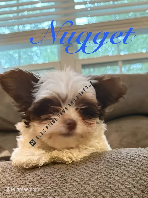 Nugget – Yorkshire Terrier, Biewer puppy for sale in Orange, VA