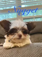 Nugget, a male Yorkshire Terrier and Biewer for sale in Orange, VA – 1 of 5