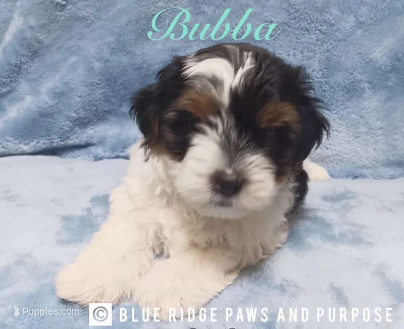 Bubba – Yorkshire Terrier, Biewer puppy for sale in Orange, VA