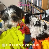 Trixie, a female Yorkshire Terrier and Biewer for sale in Orange, VA – 4 of 6