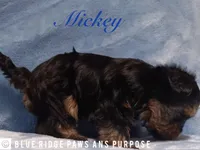 Mickey, a male Yorkshire Terrier and Biewer for sale in Orange, VA – 2 of 5