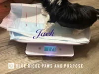Jack, a male Yorkshire Terrier and Biewer for sale in Orange, VA – 2 of 2