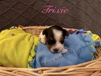 Trixie, a female Yorkshire Terrier and Biewer for sale in Orange, VA – Photo 1 of 2