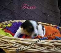 Trixie, a female Yorkshire Terrier and Biewer for sale in Orange, VA – Photo 2 of 2