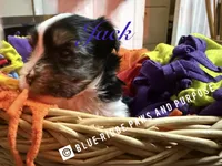 Jack, a male Yorkshire Terrier and Biewer for sale in Orange, VA – 1 of 2