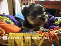 Mickey, a male Yorkshire Terrier and Biewer for sale in Orange, VA – 3 of 3