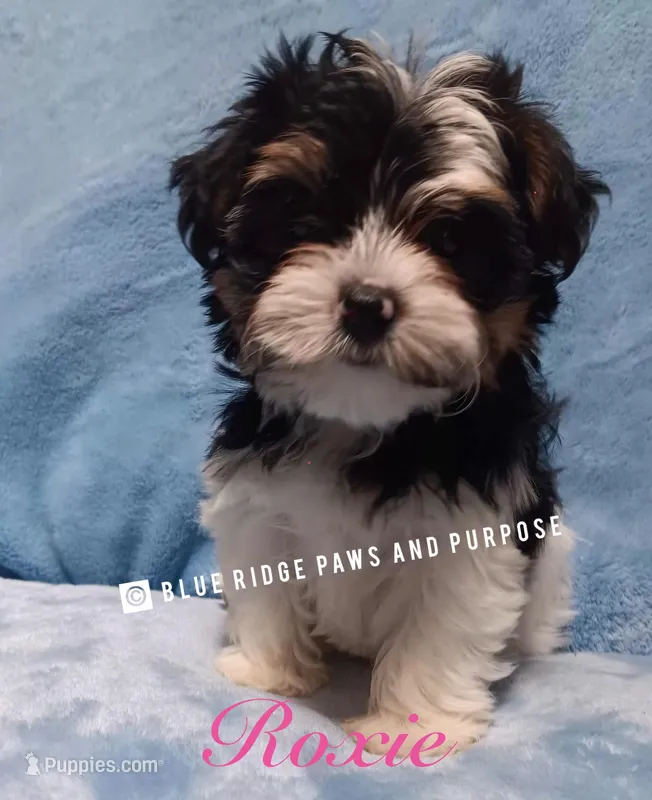Roxie – Yorkshire Terrier, Biewer puppy for sale in Orange, VA