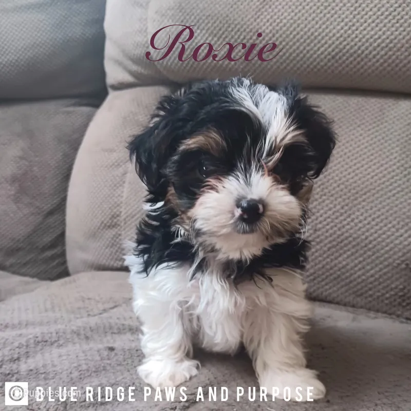 Roxie – Yorkshire Terrier, Biewer puppy for sale in Orange, VA