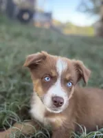 Diamond , a female Australian Shepherd and Miniature Australian Shepherd for sale in Cave City, AR – 1 of 1