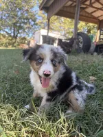 Marble, a female Miniature Australian Shepherd for sale in Cave City, AR – 1 of 1