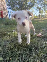 Small paws, a female Miniature Australian Shepherd for sale in Cave City, AR – 2 of 2