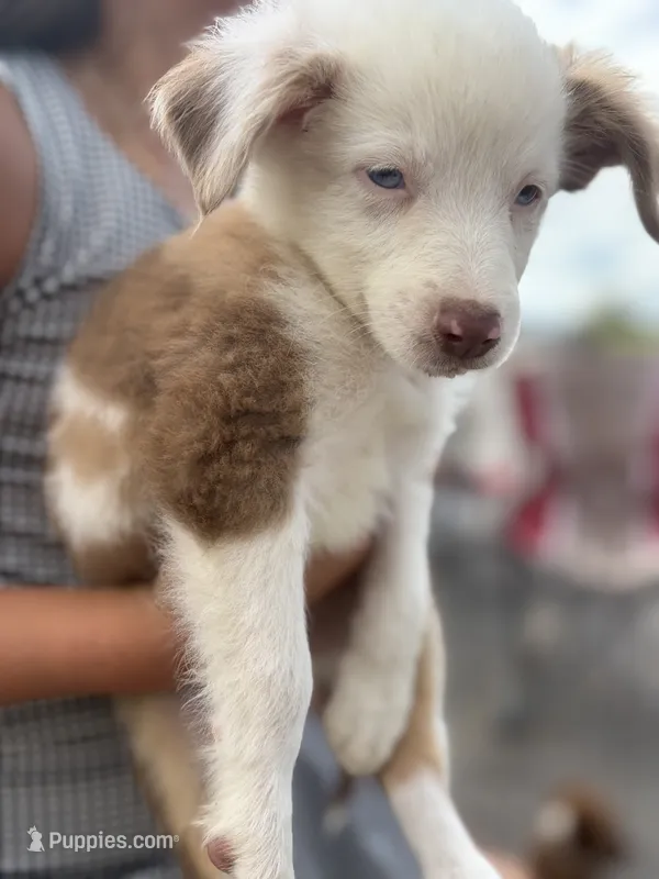Small paws – Miniature Australian Shepherd puppy for sale in Cave City, AR