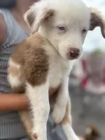 Small paws, a female Miniature Australian Shepherd for sale in Cave City, AR – 1 of 2