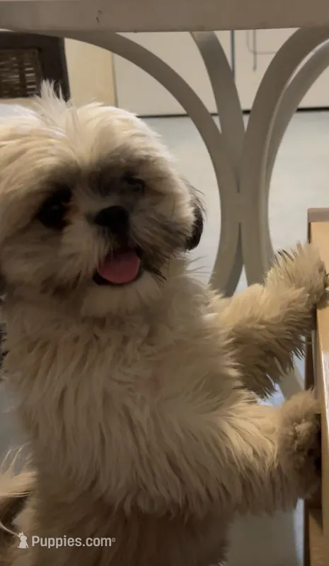 Bingo – Shih Tzu puppy for sale in Cathedral City, CA