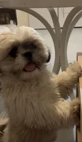 Bingo, a male Shih Tzu for sale in Cathedral City, CA – 1 of 3