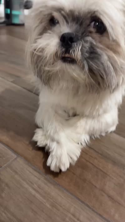Bingo, a male Shih Tzu for sale in Cathedral City, CA – 2 of 3
