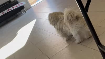 Bingo, a male Shih Tzu for sale in Cathedral City, CA – 3 of 3