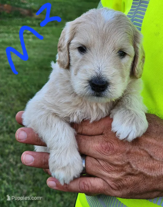 Toby moyen – Goldendoodle puppy for sale in Dandridge, TN