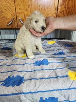 Toby moyen pending , a male Goldendoodle for sale in Dandridge, TN – 2 of 10