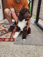 Thaddeus , a male Aussiedoodle for sale in Dandridge, TN – 2 of 5