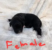 May bell reasonable offer , a female Miniature Bernedoodle for sale in Dandridge, TN – 7 of 8