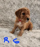 Red girl, a female Goldendoodle for sale in Dandridge, TN – Photo 2 of 3