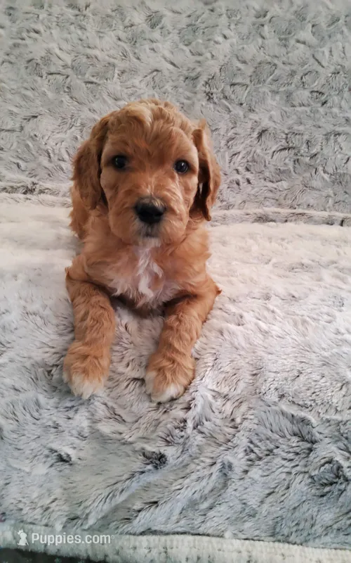 Red girl, a female Goldendoodle for sale in Dandridge, TN – Photo 1 of 3