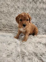 Red girl, a female Goldendoodle for sale in Dandridge, TN – Photo 3 of 3