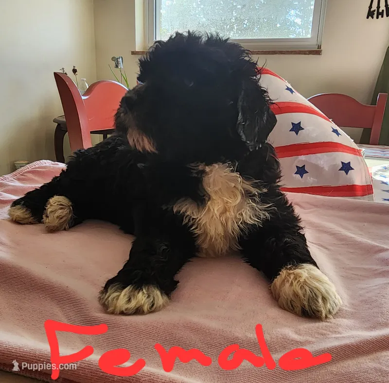 May bell reasonable offer  – Miniature Bernedoodle puppy for sale in Dandridge, TN