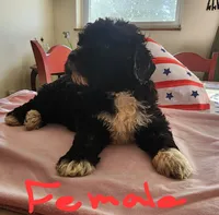 May bell reasonable offer , a female Miniature Bernedoodle for sale in Dandridge, TN – 1 of 8