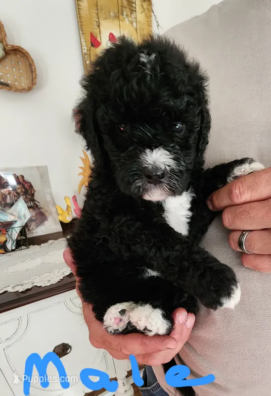 Conner – Miniature Bernedoodle puppy for sale in Dandridge, TN