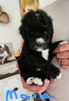 Conner reasonable offer , a male Miniature Bernedoodle for sale in Dandridge, TN – 4 of 9