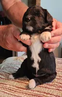 May bell reasonable offer , a female Miniature Bernedoodle for sale in Dandridge, TN – 6 of 8